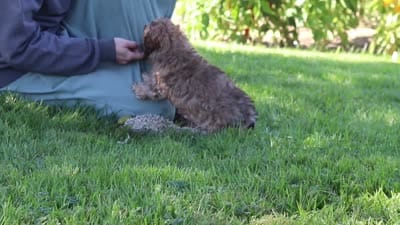 Mason, a male Miniature Schnauzer for sale in Fresno, OH – 7 of 7