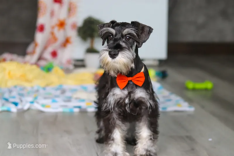 James – Miniature Schnauzer puppy for sale in Fresno, OH