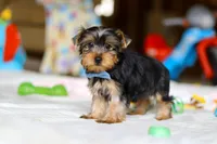 Maverick, a male Yorkshire Terrier for sale in Fresno, OH – Photo 5 of 5