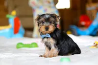 Maverick, a male Yorkshire Terrier for sale in Fresno, OH – Photo 4 of 5