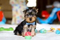 Maverick, a male Yorkshire Terrier for sale in Fresno, OH – Photo 1 of 5