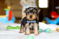 Maverick, a male Yorkshire Terrier for sale in Fresno, OH – Photo 3 of 5