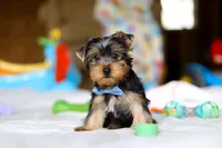 Maverick, a male Yorkshire Terrier for sale in Fresno, OH – Photo 2 of 5