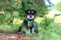 Jack, a male Miniature Schnauzer for sale in Fresno, OH – 7 of 8
