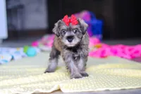 Josie, a female Miniature Schnauzer for sale in Fresno, OH – 5 of 10