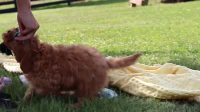 Nash, a male Cavapoo for sale in Fresno, OH – 6 of 6