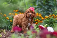 Aspen, a female Cavapoo for sale in Fresno, OH – 4 of 10