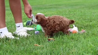 Lane, a male Cavapoo for sale in Fresno, OH – 10 of 10