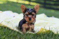Mason, a male Yorkshire Terrier for sale in Fresno, OH – 3 of 10