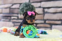 Cali , a female Yorkshire Terrier for sale in Fresno, OH – 5 of 7