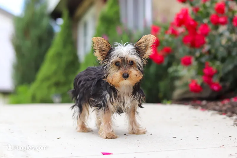 Ollie – Yorkshire Terrier puppy for sale in Fresno, OH