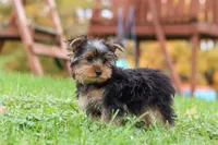 Jasper, a male Yorkshire Terrier for sale in Fresno, OH – 4 of 9
