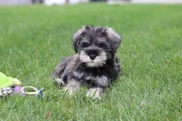 Charlie, a male Miniature Schnauzer for sale in Fresno, OH – 7 of 10