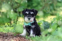 Jack, a male Miniature Schnauzer for sale in Fresno, OH – 6 of 8