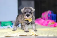 Henry, a male Miniature Schnauzer for sale in Fresno, OH – 8 of 10