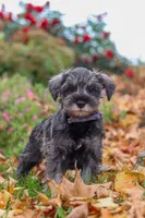 Theo, a male Miniature Schnauzer for sale in Fresno, OH – 7 of 8
