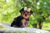 Miley, a female Yorkshire Terrier for sale in Fresno, OH – 4 of 10