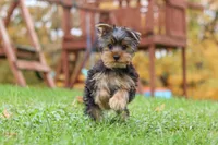 Jasper, a male Yorkshire Terrier for sale in Fresno, OH – 7 of 9