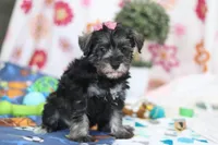Tessa, a female Miniature Schnauzer for sale in Fresno, OH – Photo 3 of 6