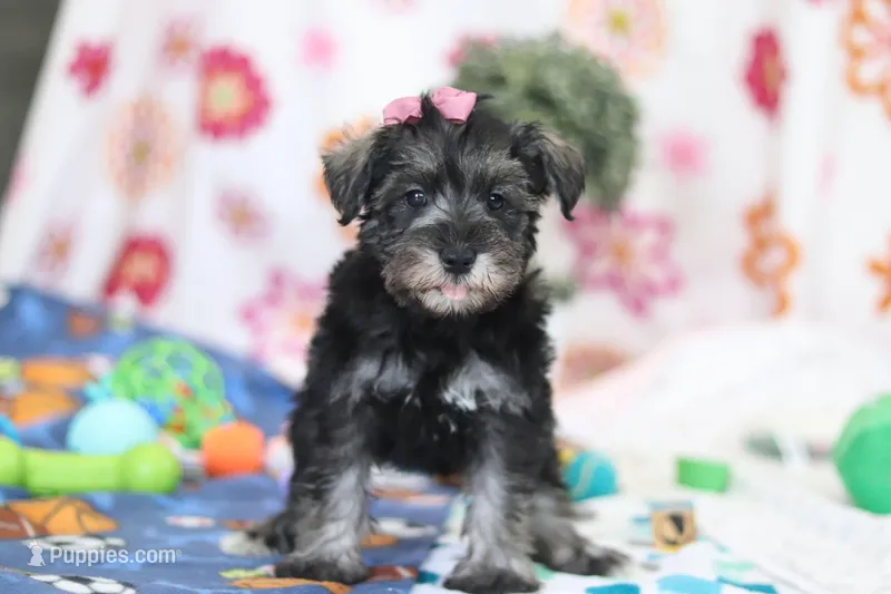 Tessa – Miniature Schnauzer puppy for sale in Fresno, OH