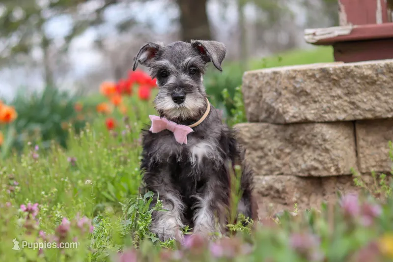 Tessa – Miniature Schnauzer puppy on hold in Fresno, OH