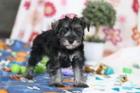 Tessa, a female Miniature Schnauzer for sale in Fresno, OH – Photo 5 of 6
