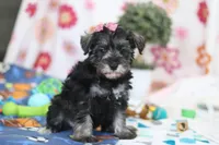 Tessa, a female Miniature Schnauzer for sale in Fresno, OH – Photo 4 of 6