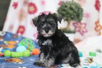 Tessa, a female Miniature Schnauzer for sale in Fresno, OH – Photo 2 of 6