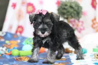 Tessa, a female Miniature Schnauzer for sale in Fresno, OH – Photo 6 of 6