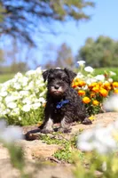 Mason, a male Miniature Schnauzer for sale in Fresno, OH – 6 of 7