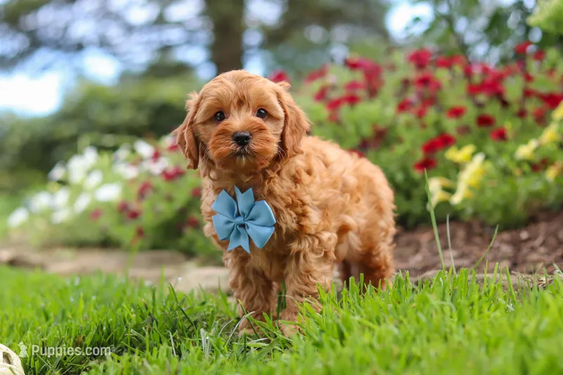 Nash – Cavapoo puppy for sale in Fresno, OH