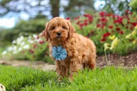 Nash, a male Cavapoo for sale in Fresno, OH – 1 of 8