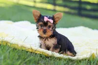 Macy, a female Yorkshire Terrier for sale in Fresno, OH – 2 of 9