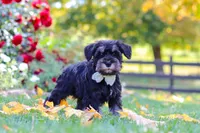 Johnny, a male Miniature Schnauzer for sale in Fresno, OH – 3 of 7