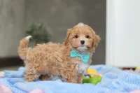 Beau, a male Havapoo for sale in Fresno, OH – Photo 8 of 10