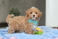 Beau, a male Havapoo for sale in Fresno, OH – Photo 4 of 10