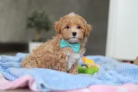 Beau, a male Havapoo for sale in Fresno, OH – Photo 1 of 10