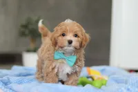 Beau, a male Havapoo for sale in Fresno, OH – Photo 5 of 10