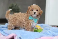 Beau, a male Havapoo for sale in Fresno, OH – Photo 6 of 10