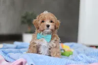 Beau, a male Havapoo for sale in Fresno, OH – Photo 7 of 10