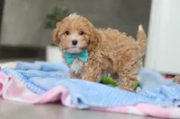 Beau, a male Havapoo for sale in Fresno, OH – Photo 2 of 10