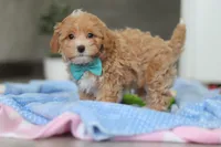 Beau, a male Havapoo for sale in Fresno, OH – Photo 10 of 10