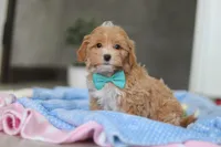 Beau, a male Havapoo for sale in Fresno, OH – Photo 9 of 10