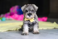 Henry, a male Miniature Schnauzer for sale in Fresno, OH – 9 of 10