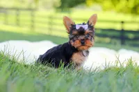 Miranda, a female Yorkshire Terrier for sale in Fresno, OH – 5 of 9