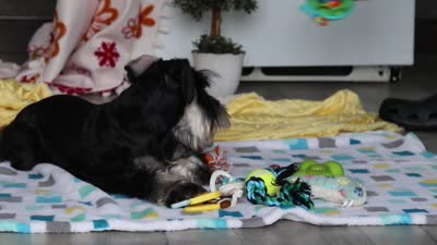 James, a male Miniature Schnauzer for sale in Fresno, OH – 10 of 10