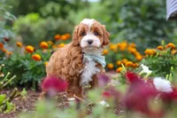 Lane, a male Cavapoo for sale in Fresno, OH – 3 of 10