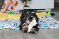 James, a male Miniature Schnauzer for sale in Fresno, OH – 2 of 10