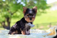 Bolt, a male Yorkshire Terrier for sale in Fresno, OH – 6 of 10