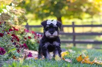 Callie, a female Miniature Schnauzer for sale in Fresno, OH – 7 of 10